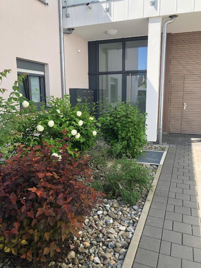 Seestern * Friedrichshafen